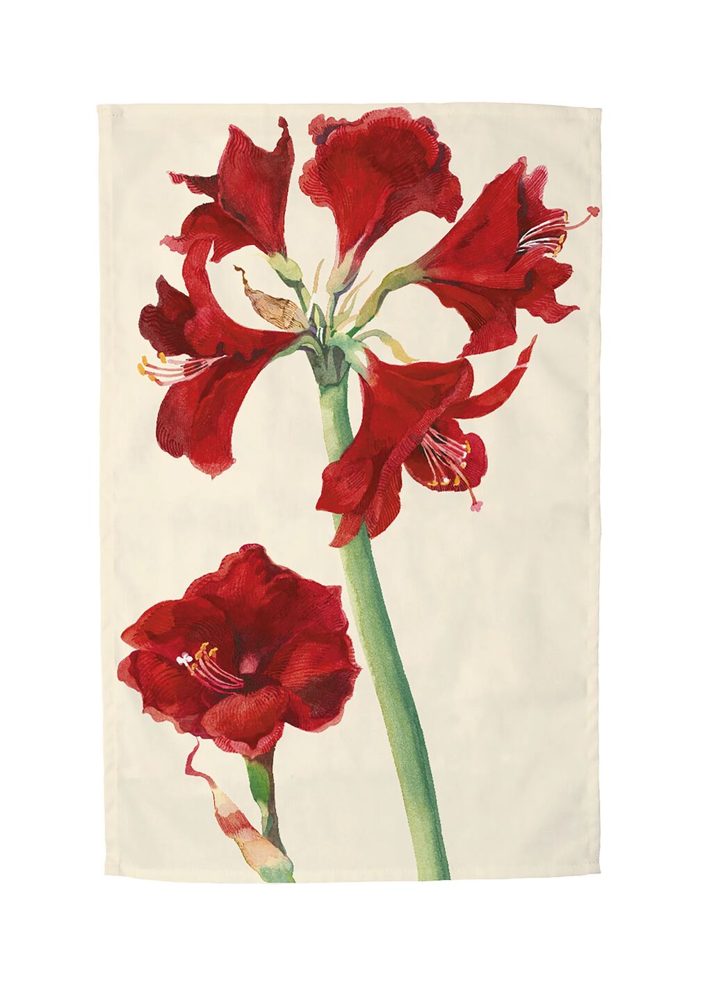 Amaryllis Tea Towel