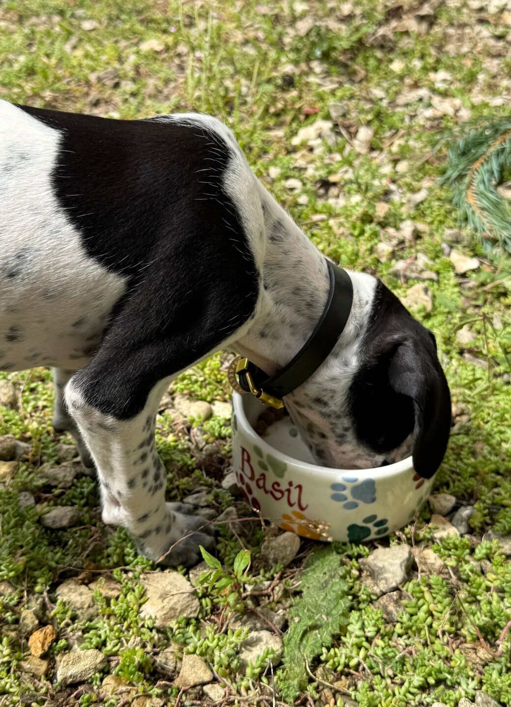Personalised Polka Paws Small Pet Bowl