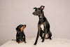 The Dogs & Cats Of EB