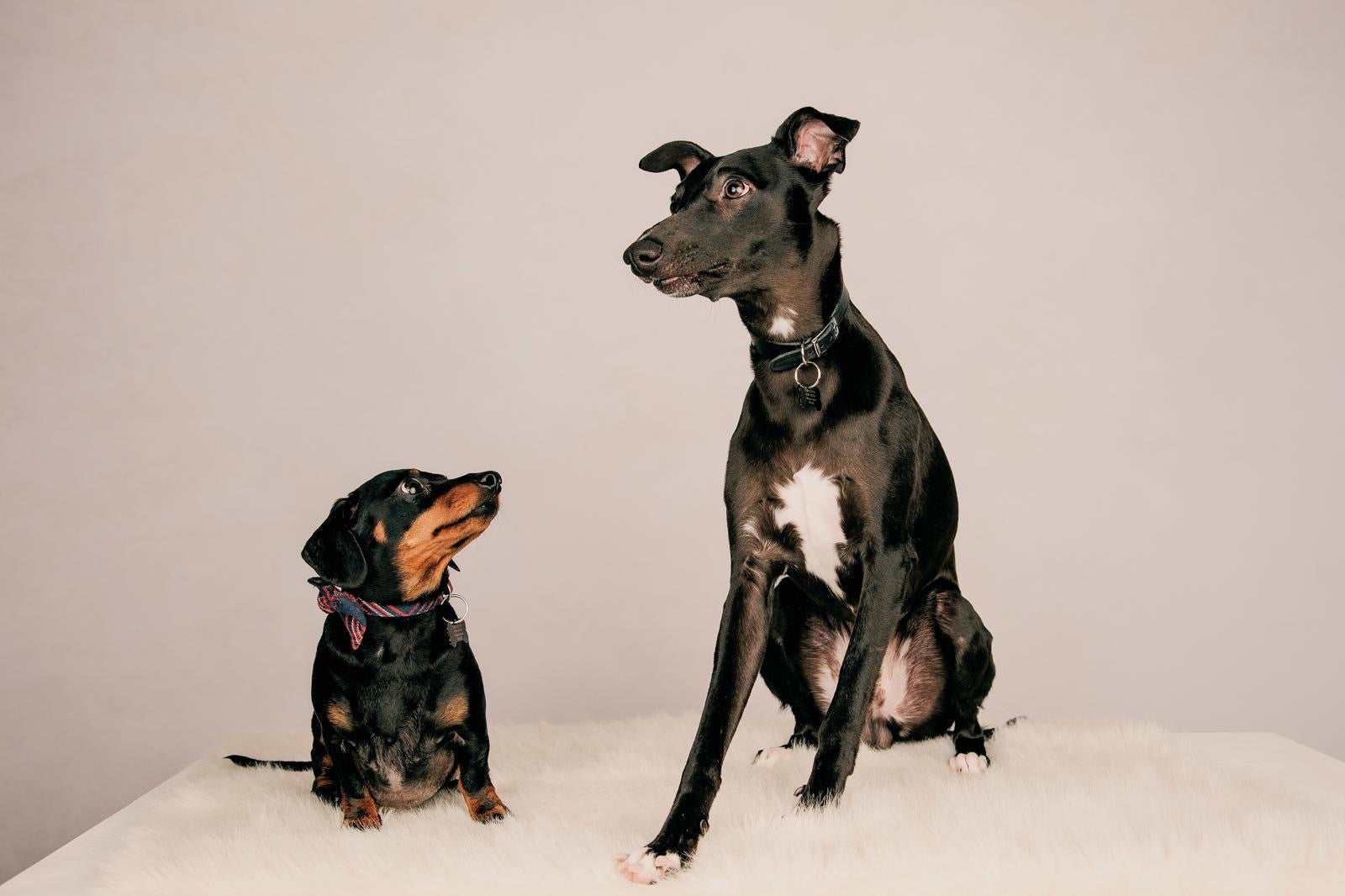 The Dogs & Cats Of EB
